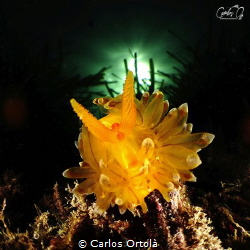bugeye view of an antiopella cristata by Carlos Ortolà 